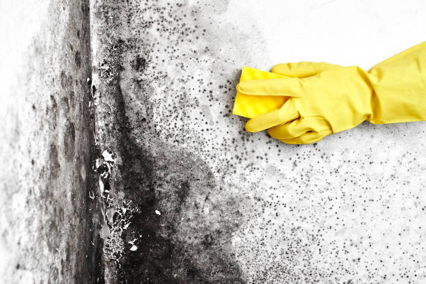 Best Fast Mold Removal  in Eagle Lake, TX