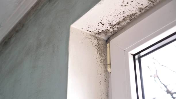 Best Toxic Mold Removal  in Eagle Lake, TX