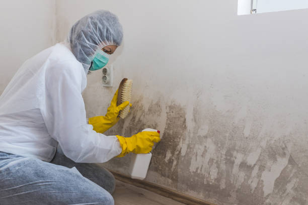 Best Attic Mold Removal  in Eagle Lake, TX