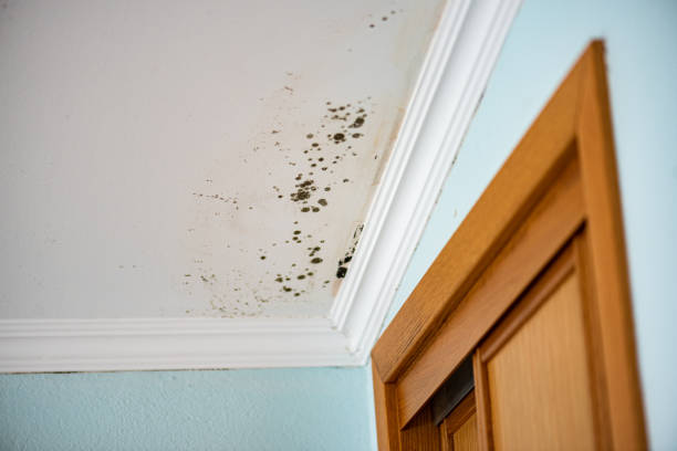 Best Home Mold Removal  in Eagle Lake, TX