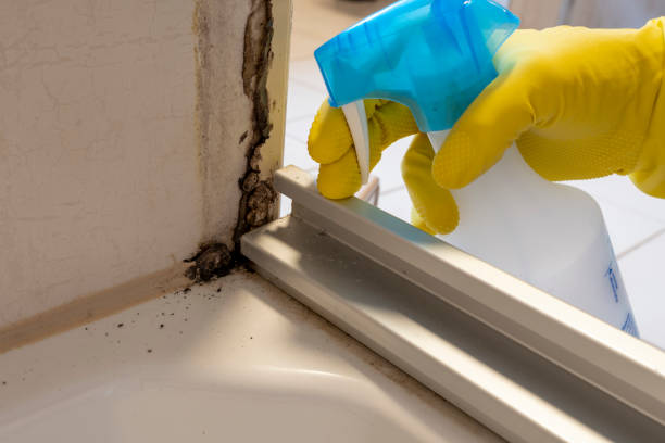 Best Office Mold Removal Services  in Eagle Lake, TX