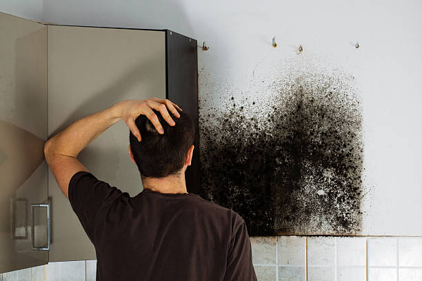 Best Mold Removal Company Near Me  in Eagle Lake, TX