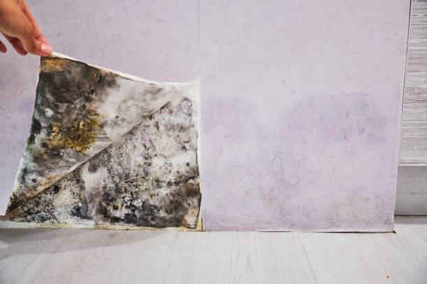 Best Toxic Mold Removal  in Eagle Lake, TX